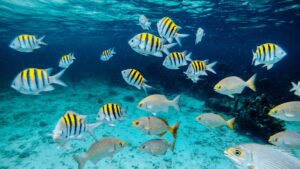 Underwater scene with various tropical fish swimming, including some with yellow and black stripes