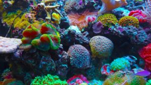 Colorful underwater coral reef scene with various types of corals and small fish swimming among them