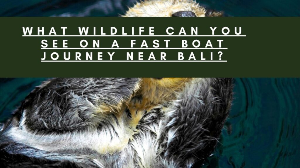 A close-up photo of a sea otter enjoying a leisurely float in the water, with the question "What wildlife can you spot on a fast boat trip near Bali?" overlaying the image.